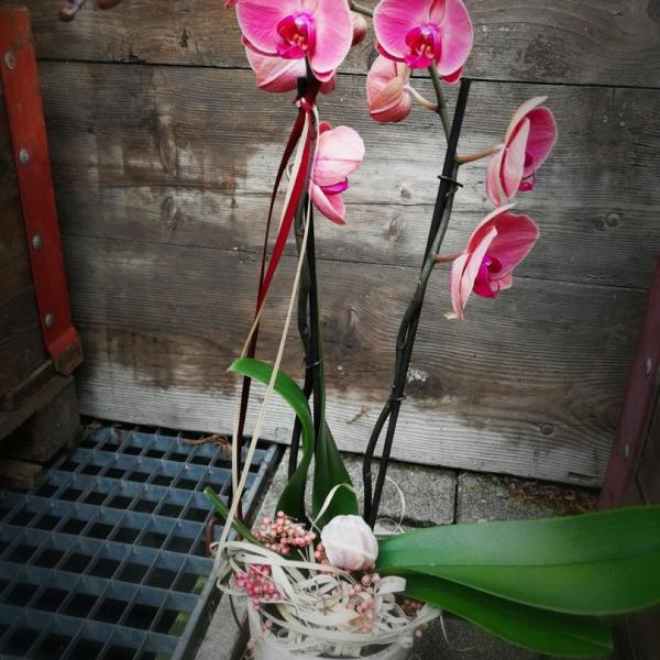 Orchidee ausgarniert, mit Topf